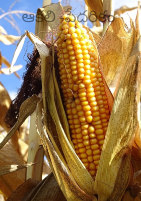 ఆకలి -పేదరికం