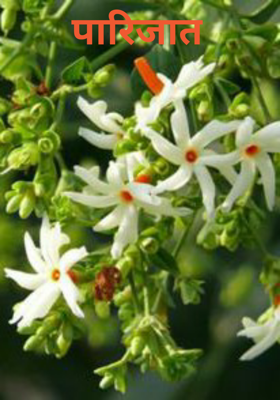 पारिजात