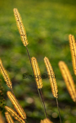 திருமந்திரம்