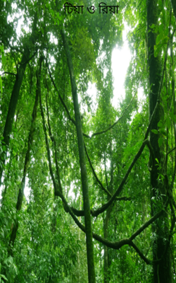 টিয়া ও রিয়া