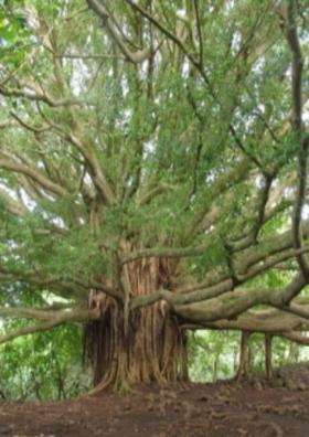 ମୁଁ ବୃକ୍ଷ କହୁଛି