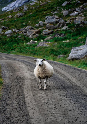 The Story of Sword Sheep