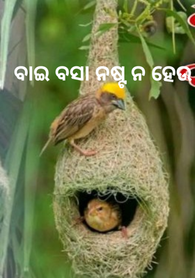 ବାଇ ବସା ନଷ୍ଟ ନ ହେଉ