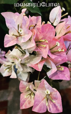 மலரைப்போல