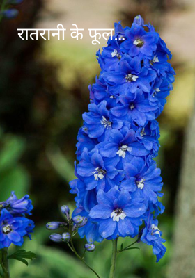 रातरानी के फूल
