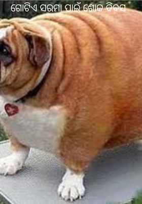 ଗୋଟିଏ ସରମା ପାଇଁ ଶୋକ ଦିବସ