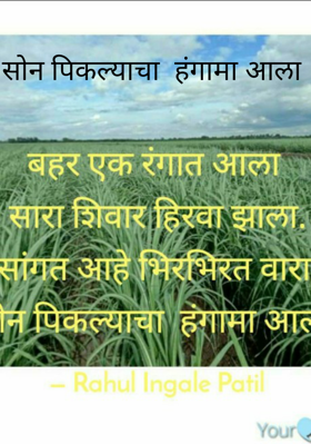 सोन पिकल्याचा  हंगामा आला