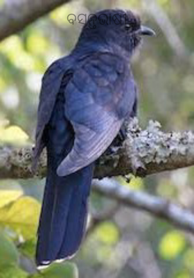 ବସନ୍ତଭାଷୀ