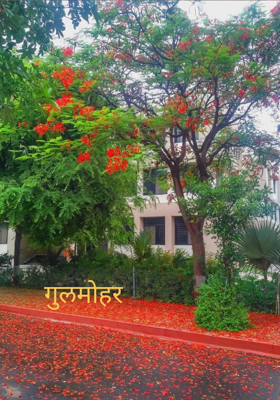 गुलमोहर