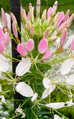 A Tale Of Fear And Fearlessness