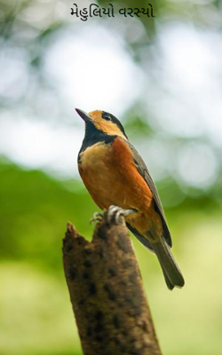 મેહુલિયો વરસ્યો.