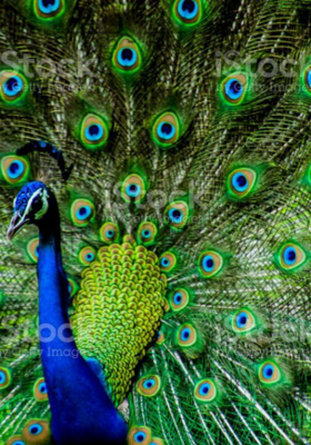 हाइकु - मोर/मयूर