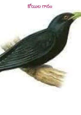 కోయిల గానం