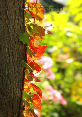 ಚಿಗುರೆಲೆ ನಕ್ಕಾಗ