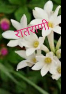 रातराणी