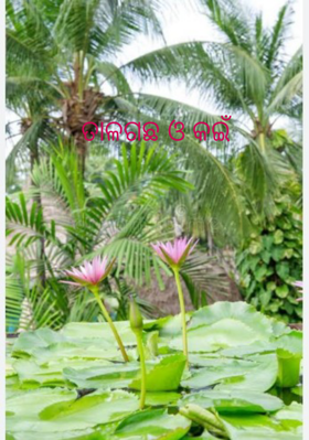 ତାଳଗଛ ଓ କଇଁ