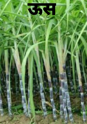 ऊस