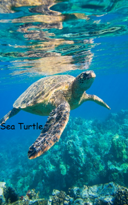 Sea Turtle