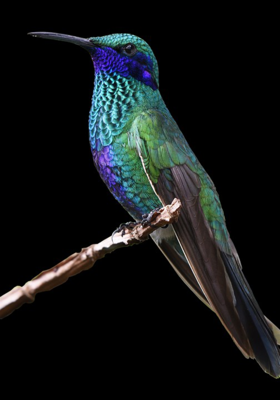 ଭଦଭଦଳିଆ ପକ୍ଷୀ 