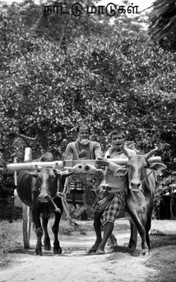 நாட்டு மாடுகள்