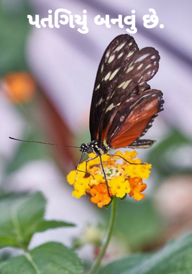 પતંગિયું બનવું છે