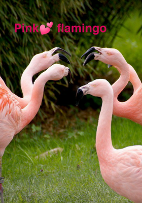 Pink Flamingo