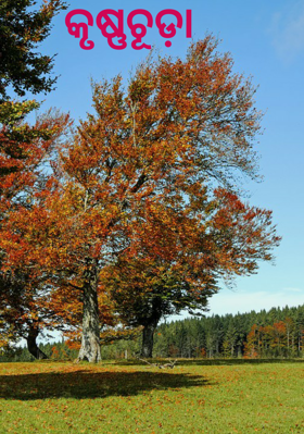 କୃଷ୍ଣଚୂଡ଼ା