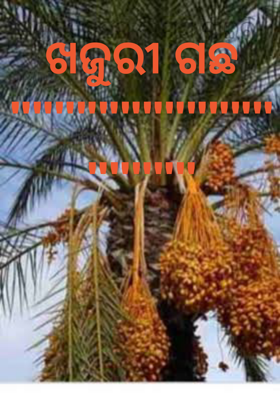 ଖଜୁରୀ ଗଛ