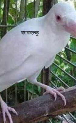 কাকচক্ষু