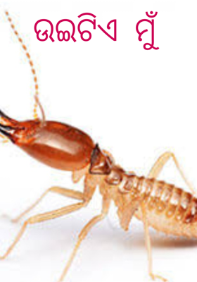 ଉଇଟିଏ  ମୁଁ 