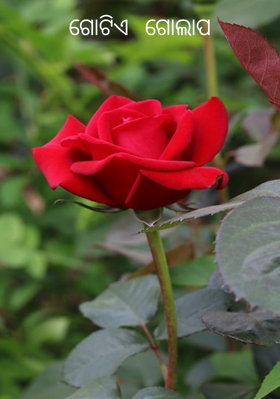 ଗୋଟିଏ  ଗୋଲାପ