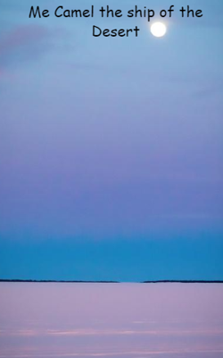 Me Camel The Ship Of The Desert