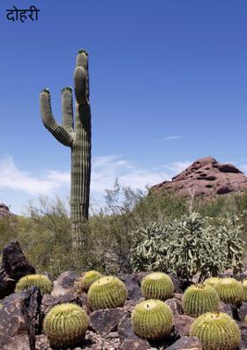 दोहरी मार