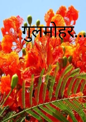 गुलमोहर...!