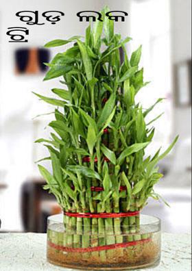 ଗୁଡ଼ ଲକ ଟ୍ରି