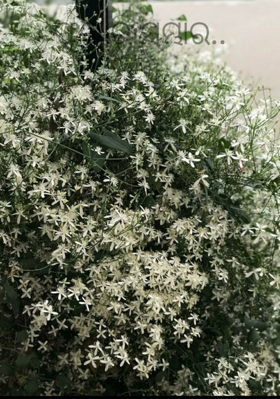 ଫୁଲର ସମ୍ଭାର