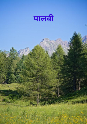 पालवी