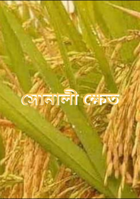 সোনালী ক্ষেত