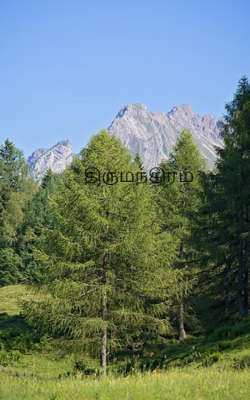 திருமந்திரம்