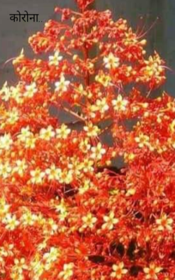 कोरोना..