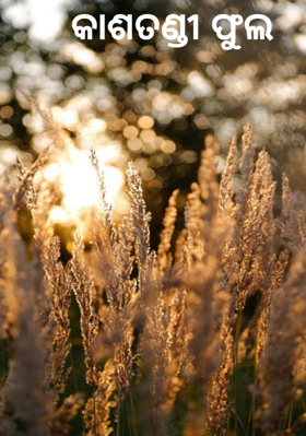 କାଶତଣ୍ଡୀ ଫୁଲ