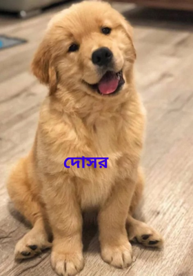 দোসর