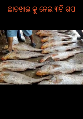 ଛାଡଖାଇ କୁ ନେଇ ୩ଟି ଗପ