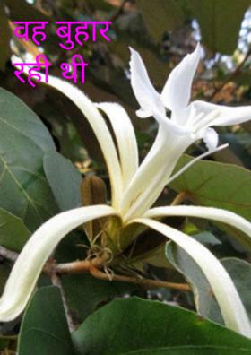 वह बुहार रही थी