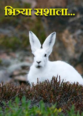 भित्र्या सशाला...