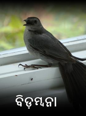 ବିଡ଼ମ୍ବନା