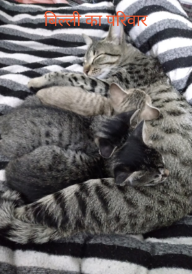 बिल्ली का परिवार