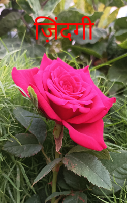 ज़िंदगी