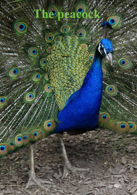 The Peacock
