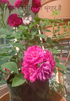 प्रेम ही सृष्टि का श्रृंगार है